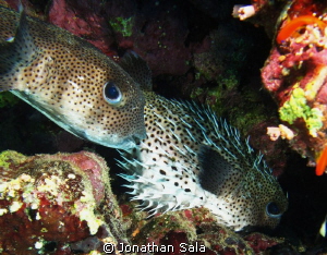 Pair of Puffer Fish... by Jonathan Sala 